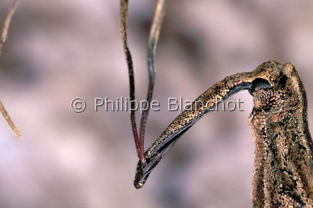 Mecomastyx lacordairei.JPG - Mecomastyx lacordairei (Portrait)CharanconSnout beetleColeopteraCurculionidaeNouvelle Caledonie